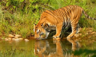 bardia national park